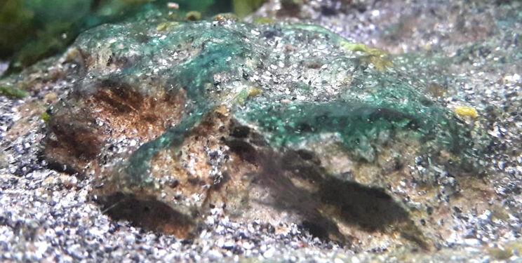 Comment ne pas avoir d'algue dans un aquarium ?