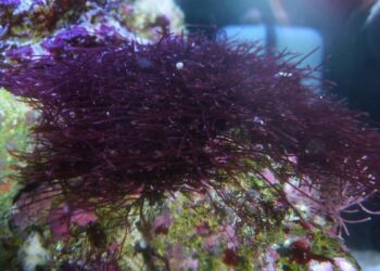 Comment ne pas avoir d'algues dans un aquarium ?