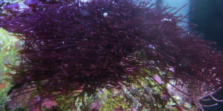 Comment ne pas avoir d'algues dans un aquarium ?