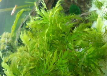 Comment ne pas avoir d'algues dans une piscine ?