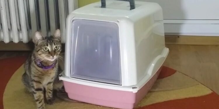 Comment ne pas avoir d'odeur de litière ?