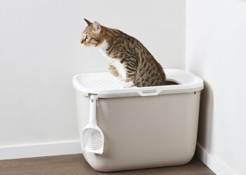 Comment ne pas avoir d'odeur de litière ?