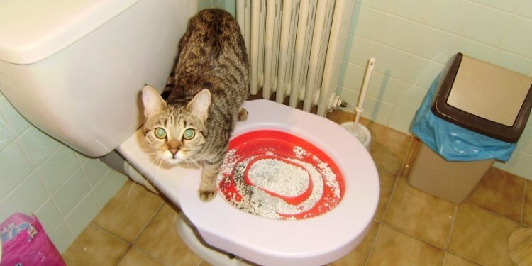 Comment ne pas avoir d'odeur de litière ?