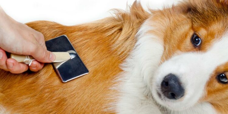 Comment ne plus avoir de poils de chien ?