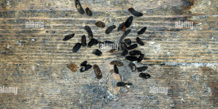 Comment nettoyer après le passage de souris ?