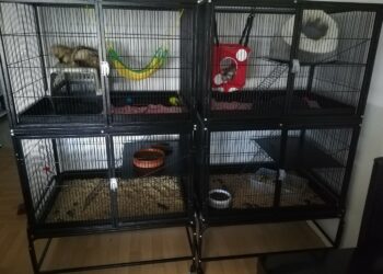 Comment nettoyer la cage d'un furet ?