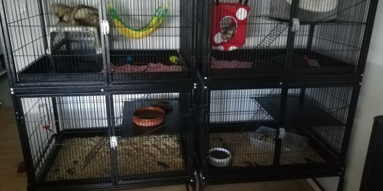 Comment nettoyer la cage d'un furet ?