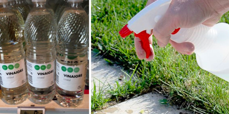 Comment nettoyer la cuvette des WC avec du vinaigre blanc ?