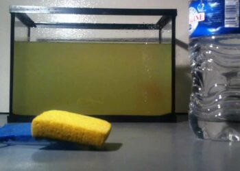 Comment nettoyer le fond d'un aquarium sans aspirateur ?