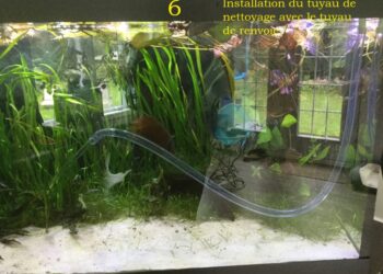 Comment nettoyer le gravier de l'aquarium ?