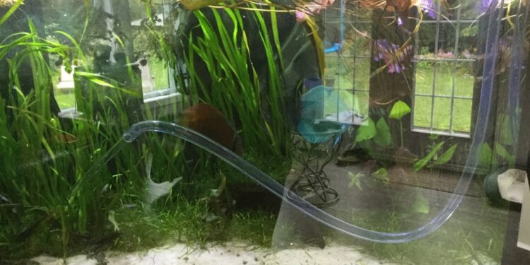 Comment nettoyer le gravier de l'aquarium ?