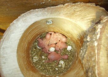 Comment nettoyer le nid des perruches ?