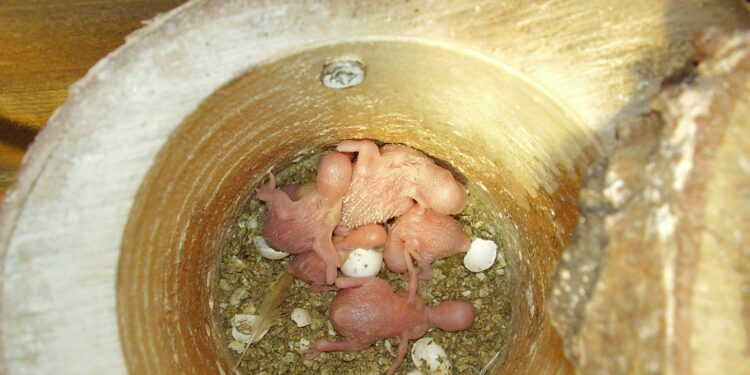 Comment nettoyer le nid des perruches ?