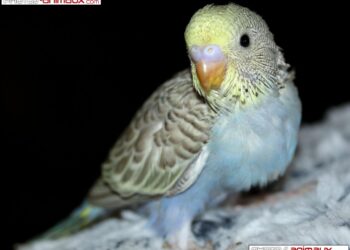 Comment nettoyer le nid des perruches ?