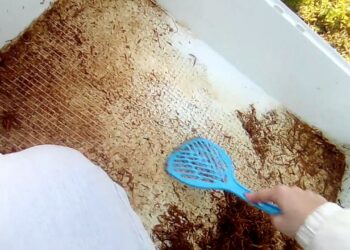 Comment nettoyer le pipi de lapin dans sa cage ?