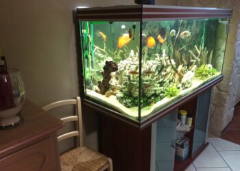 Comment nettoyer l'eau d'un aquarium ?