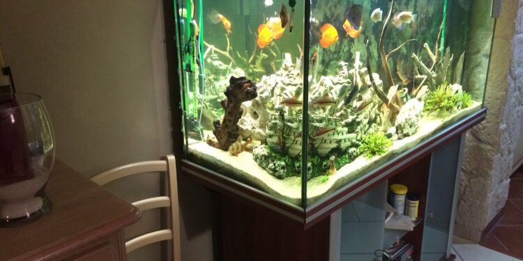 Comment nettoyer l'eau d'un aquarium ?