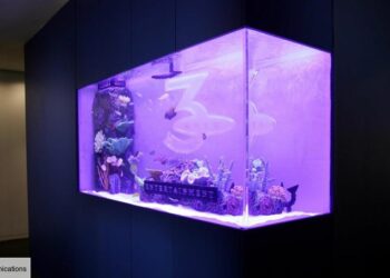 Comment nettoyer l'eau d'un aquarium ?