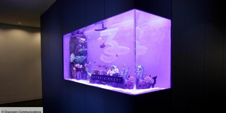 Comment nettoyer l'eau d'un aquarium ?