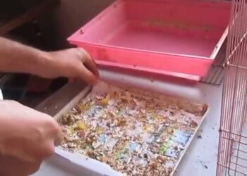 Comment nettoyer les barreaux d'une cage ?