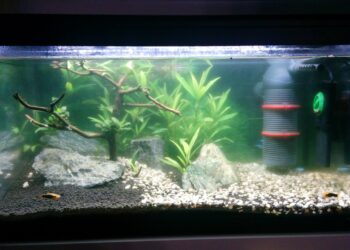 Comment nettoyer les pierres d'un aquarium ?