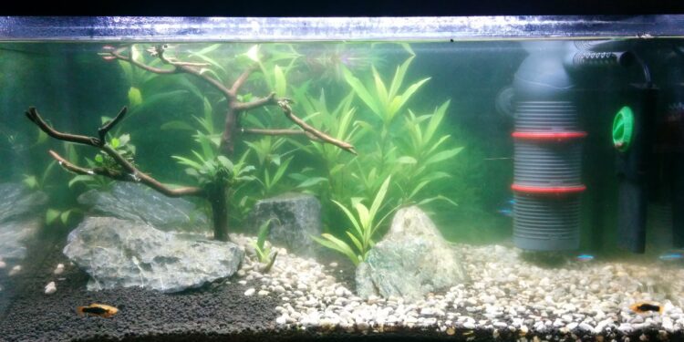 Comment nettoyer les pierres d'un aquarium ?