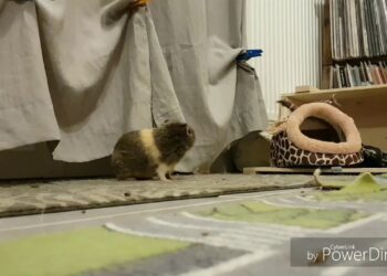 Comment nettoyer litière cochon d'Inde ?