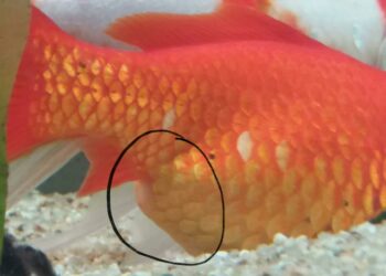 Comment nettoyer un aquarium sans le vider ?