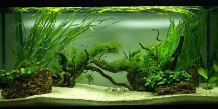 Comment nettoyer un aquarium sans le vider ?