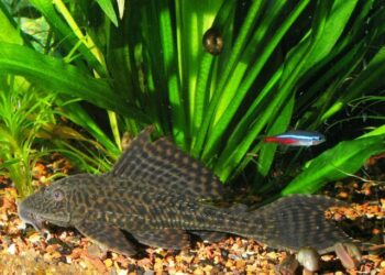 Comment nettoyer un aquarium sans le vider ?