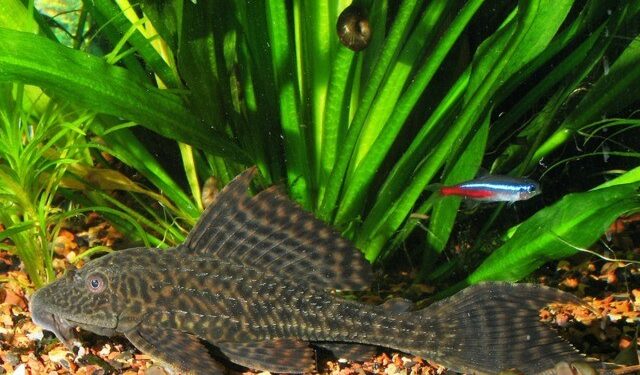 Comment nettoyer un aquarium sans le vider ?