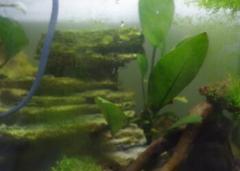 Comment nettoyer un aquarium sans le vider ?