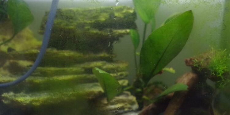 Comment nettoyer un aquarium sans le vider ?