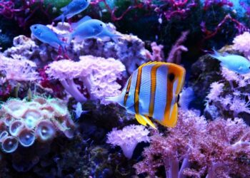 Comment nettoyer un aquarium sans le vider ?