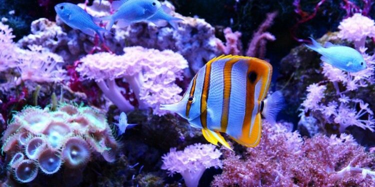 Comment nettoyer un aquarium sans le vider ?