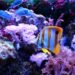 Comment nettoyer un aquarium sans le vider ?