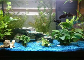 Comment nettoyer un aquarium sans vider l'eau ?