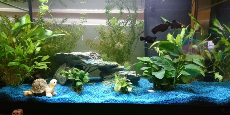 Comment nettoyer un aquarium sans vider l'eau ?