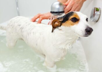 Comment nettoyer un chien sans le laver ?