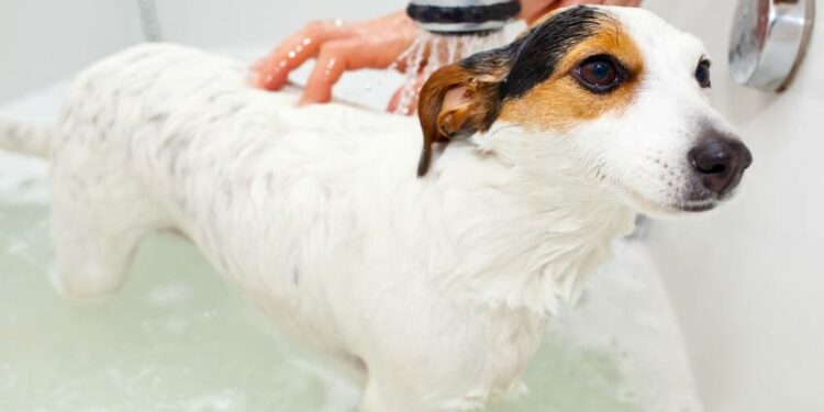 Comment nettoyer un chien sans le laver ?