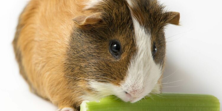 Comment nourrir bébé cochon orphelin ?