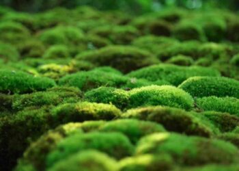 Comment nourrir de la mousse ?