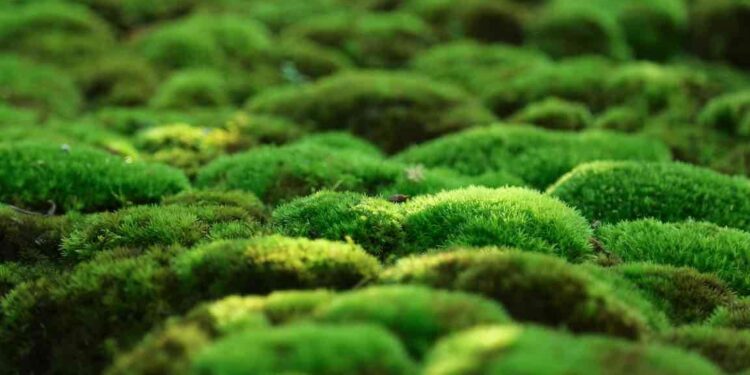 Comment nourrir de la mousse ?