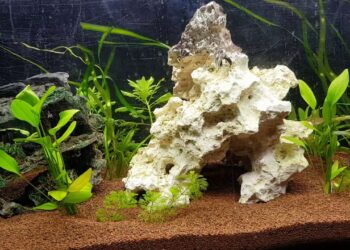 Comment nourrir des bébé Molly ?