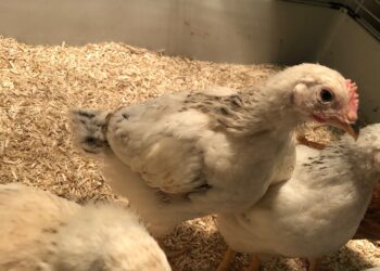 Comment nourrir des poussins de 4 semaines ?