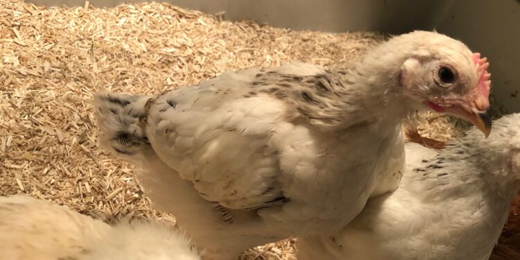 Comment nourrir des poussins de 4 semaines ?