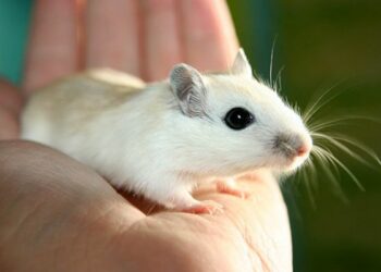 Comment nourrir des souriceaux ?