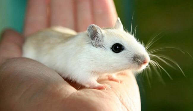 Comment nourrir des souriceaux ?