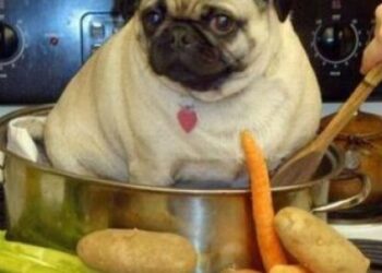 Comment nourrir le chien ?