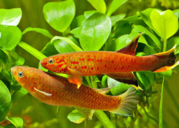 Comment nourrir les Killies ?